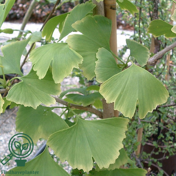 Ginkgo biloba, Tempeltræ