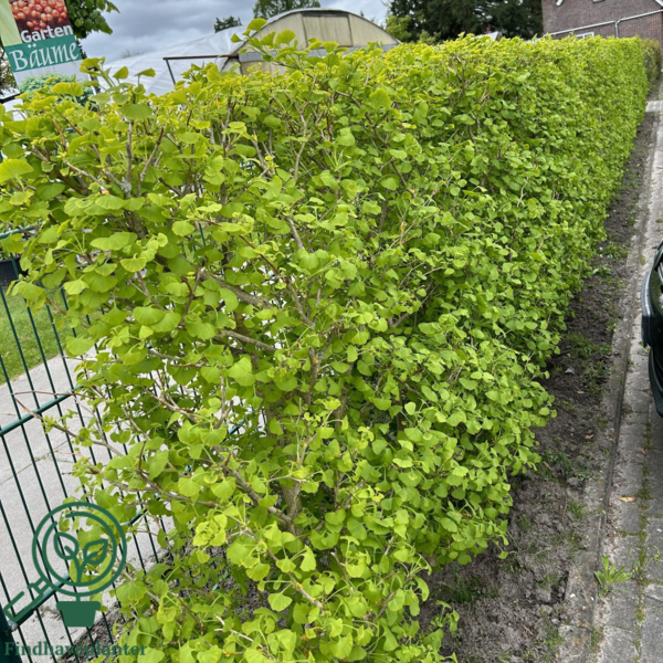 Ginkgo biloba, Tempeltræ