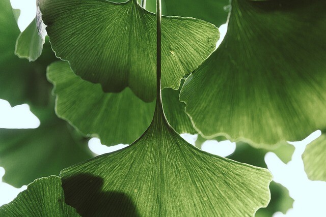 Ginkgo biloba, Tempeltræ