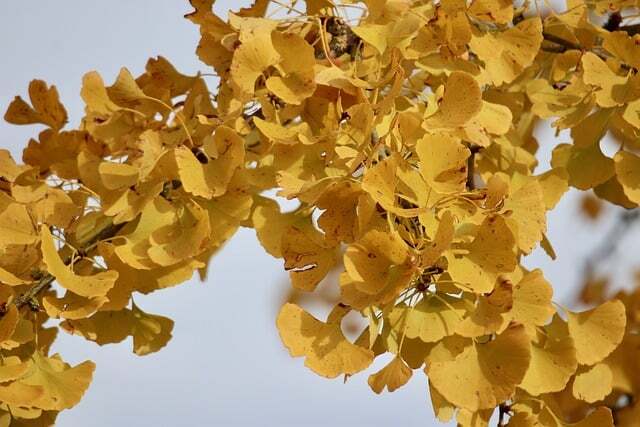 Ginkgo biloba, Tempeltræ