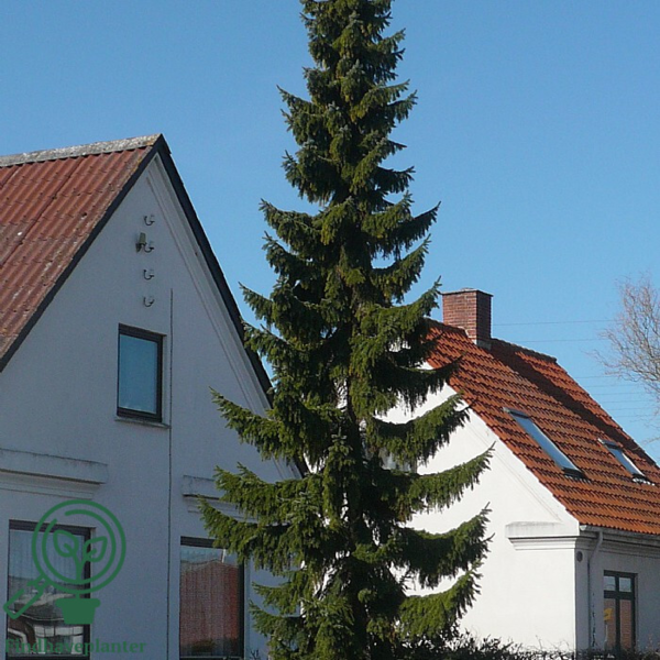 Picea omorika, Serbisk søjlegran