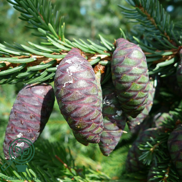 Picea omorika, Serbisk søjlegran