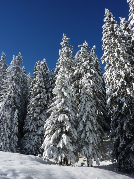 Picea omorika, Serbisk søjlegran