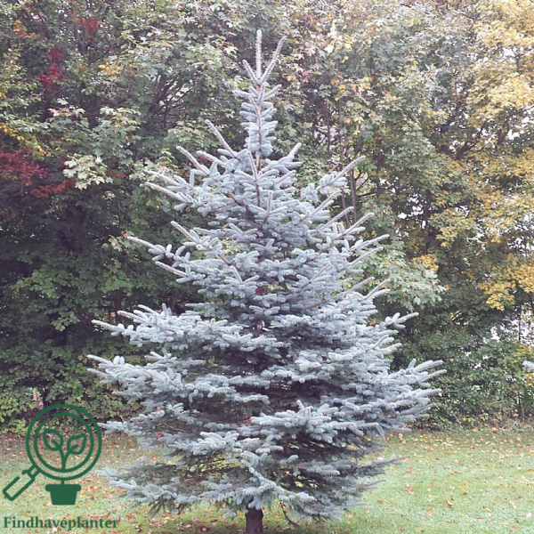 Picea pungens 'Glauca', Blågran