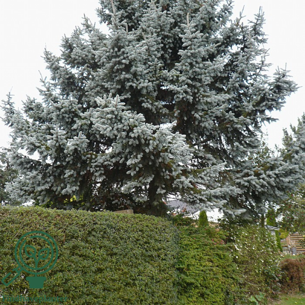 Picea pungens 'Glauca', Blågran