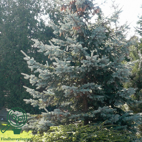 Picea pungens 'Glauca', Blågran