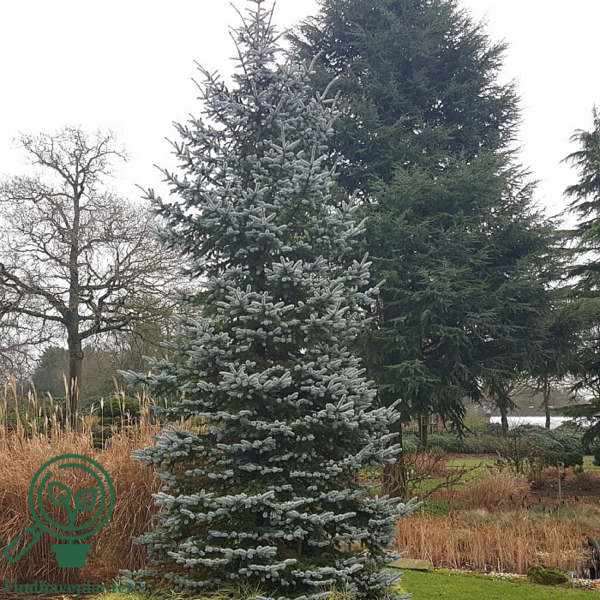 Picea pungens 'Hoopsii', Sølv-blågran