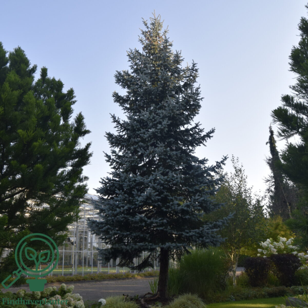 Picea pungens 'Hoopsii', Sølv-blågran