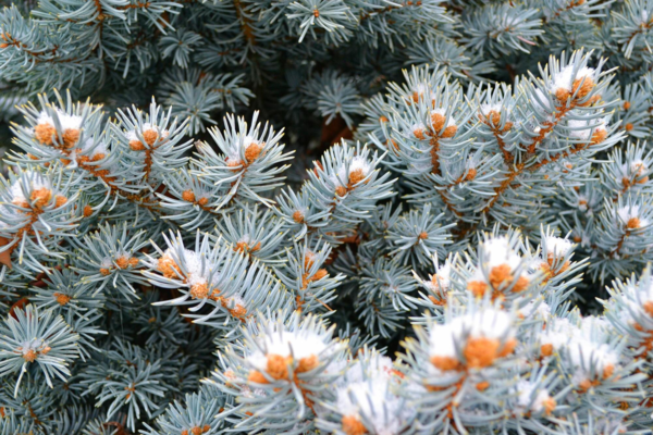 Picea pungens 'Hoopsii', Sølv-blågran