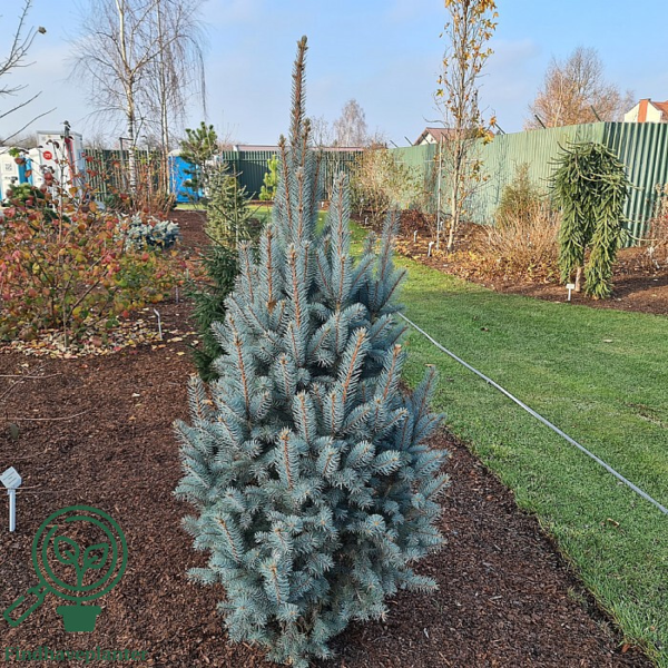 Picea pungens 'Iseli Fastigiata', Søjle -blågran