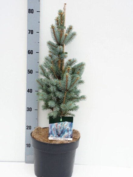 Picea pungens 'Iseli Fastigiata', Søjle -blågran