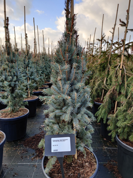 Picea pungens 'Iseli Fastigiata', Søjle -blågran