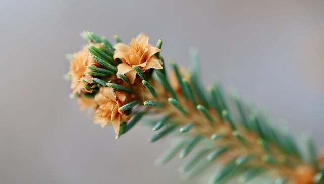 Picea sitchensis, Sitkagran