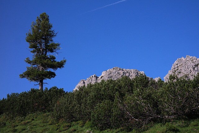 Pinus mugo, Bjergfyr