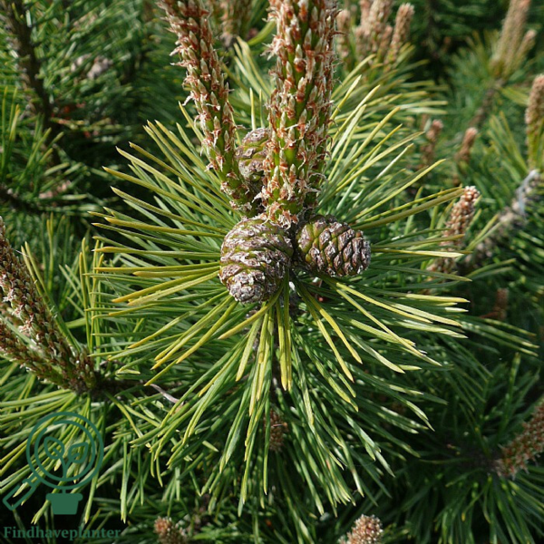Pinus mugo var. rostrata, Fransk bjergfyr