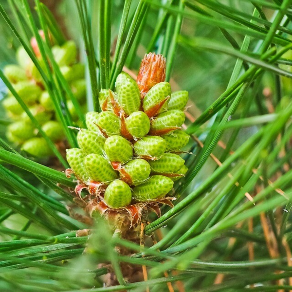 Pinus mugo var. rostrata, Fransk bjergfyr