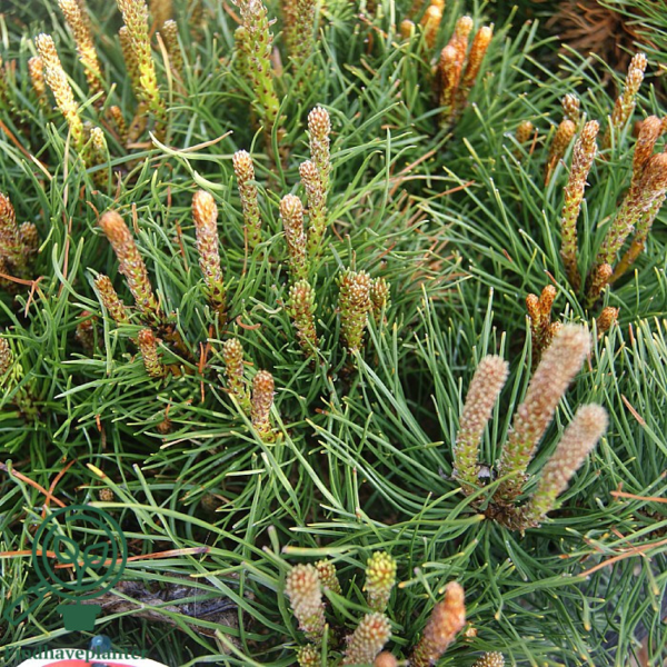 Pinus mugo var. mughus, Dværg-bjergfyr