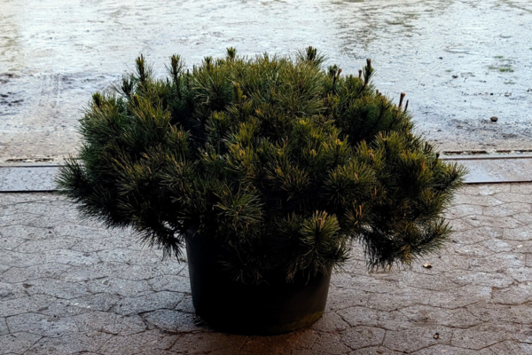 Pinus mugo var. pumilio, Dværgfyr