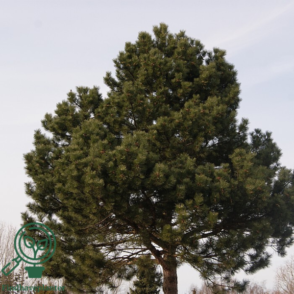 Pinus nigra, Østrisk fyr