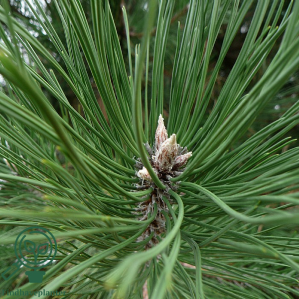 Pinus nigra, Østrisk fyr