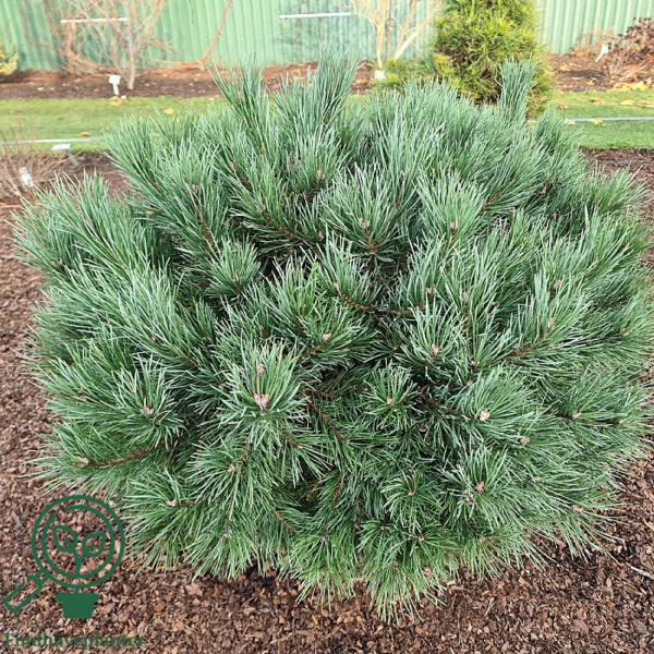 Pinus sylvestris 'Watereri', Dværg-skovfyr