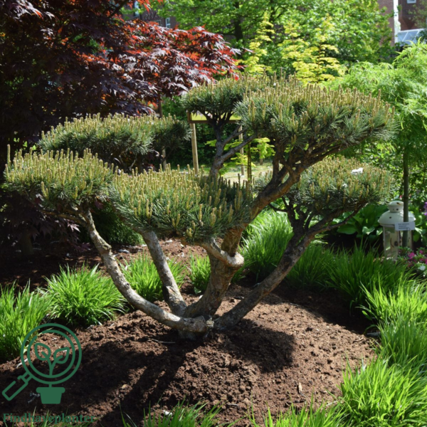 Pinus sylvestris 'Watereri', Dværg-skovfyr