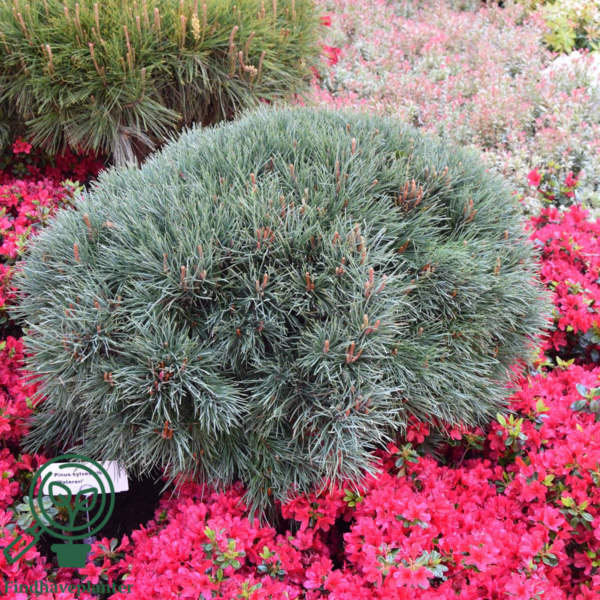 Pinus sylvestris 'Watereri', Dværg-skovfyr