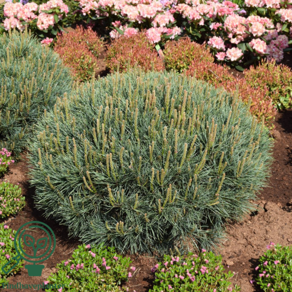 Pinus sylvestris 'Watereri', Dværg-skovfyr