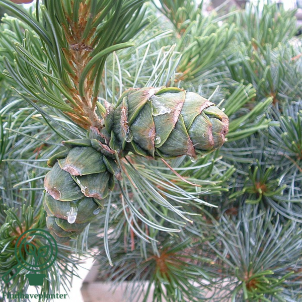 Pinus parviflora 'Glauca', Penselfyr