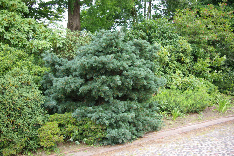 Pinus parviflora 'Glauca', Penselfyr