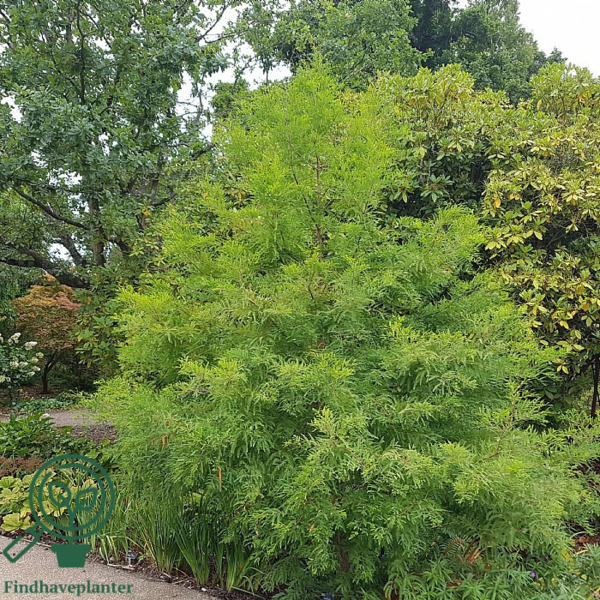 Taxodium distichum, Sumpcypres