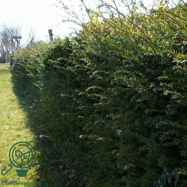 Taxus baccata, Alm. taks