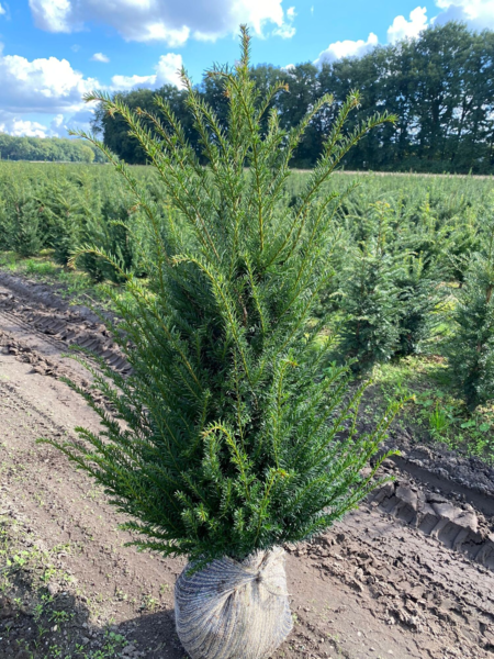 Taxus baccata, Alm. taks