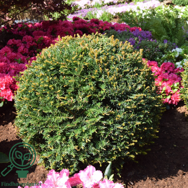 Taxus baccata, Alm. taks