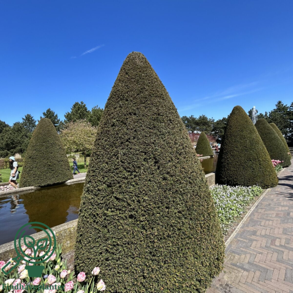 Taxus baccata, Alm. taks