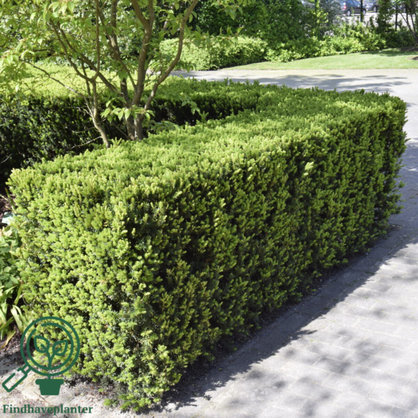 Taxus baccata, Alm. taks