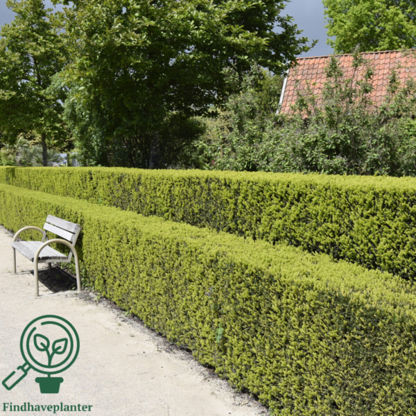 Taxus baccata, Alm. taks