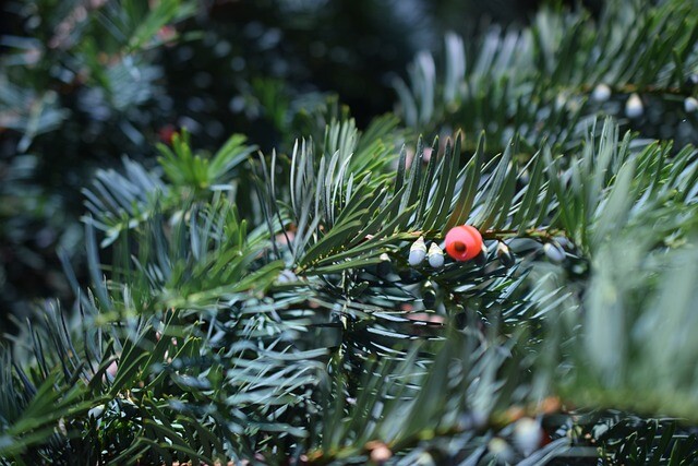 Taxus baccata, Alm. taks