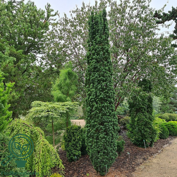 Taxus baccata 'Fastigiata Robusta', Søjletaks