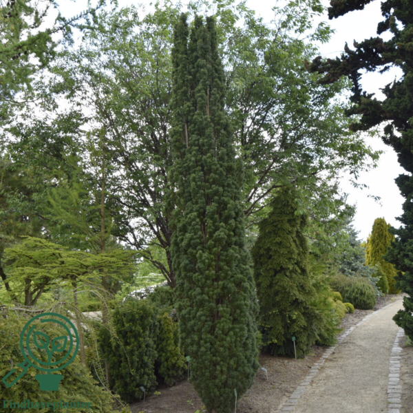 Taxus baccata 'Fastigiata Robusta', Søjletaks