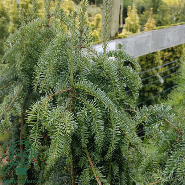 Taxus baccata 'Dovastoniana', Taks
