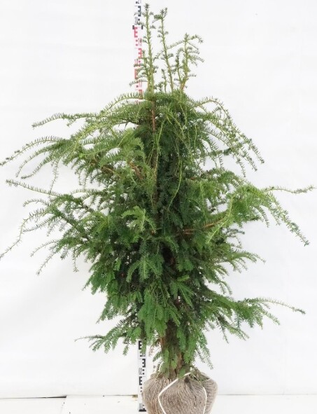 Taxus baccata 'Dovastoniana', Taks