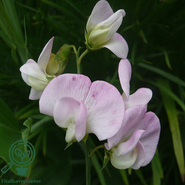 Lathyrus latifolius 'Rosa Perle', Flerårig Ærteblomst