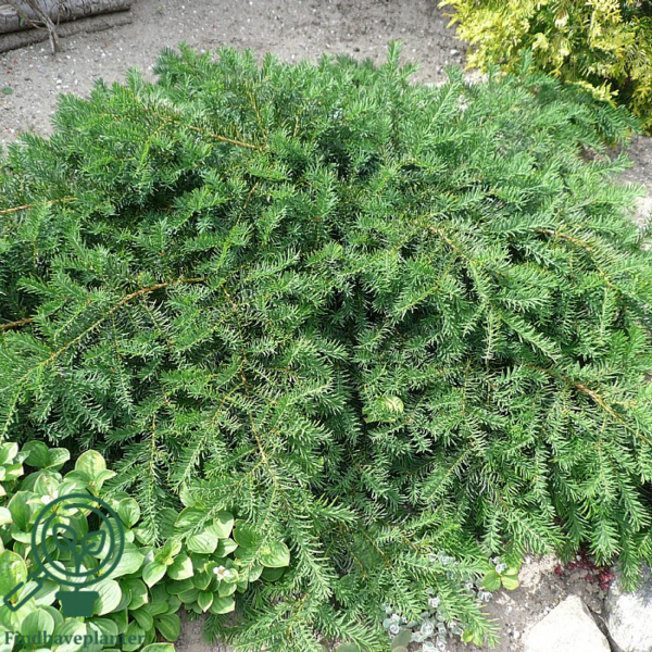 Taxus baccata 'Repandens', Krybende taks