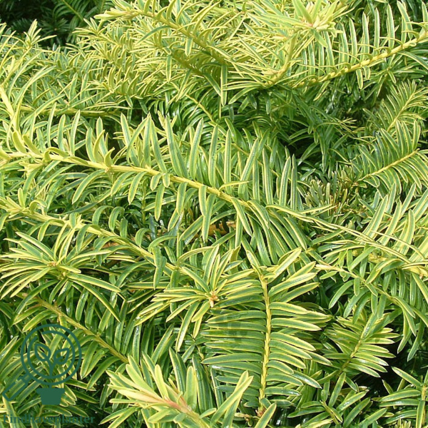 Taxus baccata 'Summergold', Taks