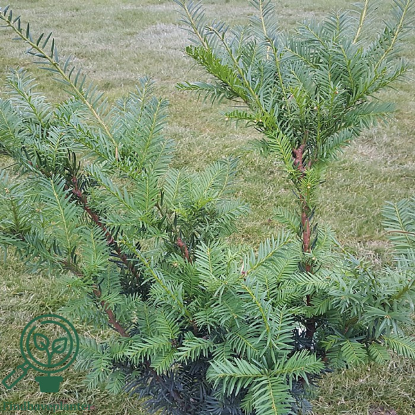 Taxus media 'Farmen'