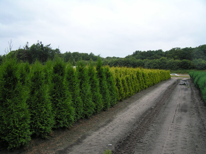 Thuja occidentalis 'Brabant'