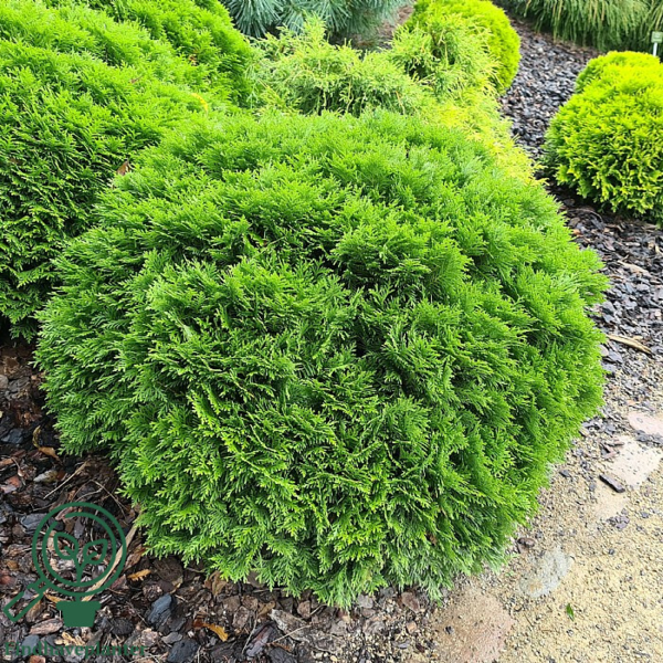 Thuja occidentalis 'Danica', Livstræ, kugle