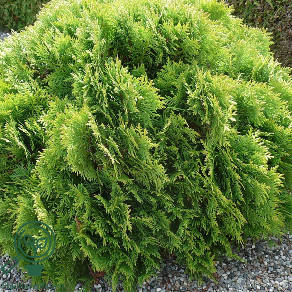 Thuja occidentalis 'Danica', Livstræ, kugle