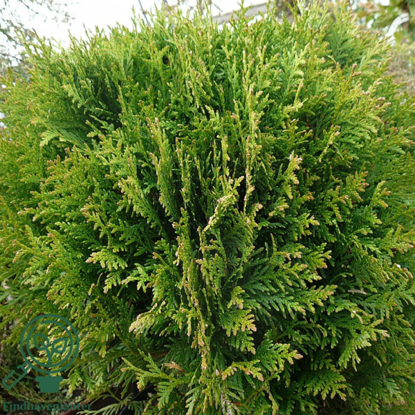 Thuja occidentalis 'Danica', Livstræ, kugle